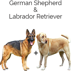 German Sheprador Dog
